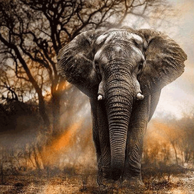 Elefant Motiv 5d Diamond Paint   40   50 Cm