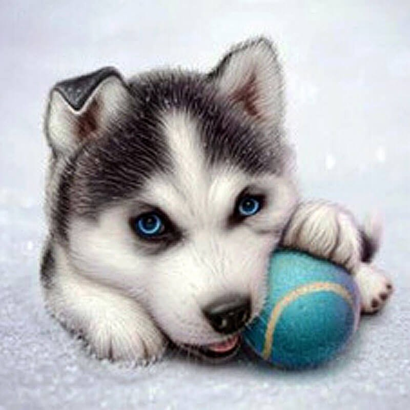 Husky Hvalp 5d Diamond Paint 40   40 Cm